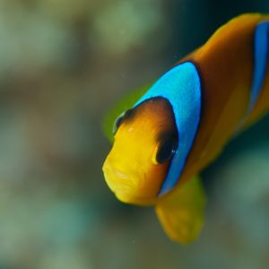 2019 03 11 23.09.17hamata uw18 10 dsc7536