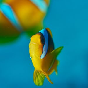 2019 03 11 23.09.18hamata uw18 10 dsc7540