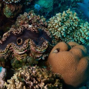 2019 03 11 23.09.18hamata uw18 10 dsc7624