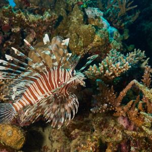 2019 03 11 23.09.18hamata uw18 10 dsc7648