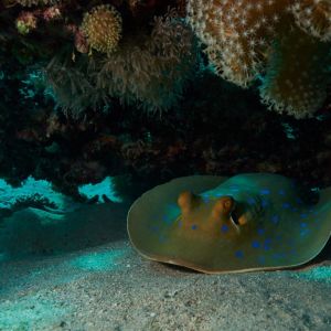 2019 03 11 23.09.18hamata uw18 10 dsc7670