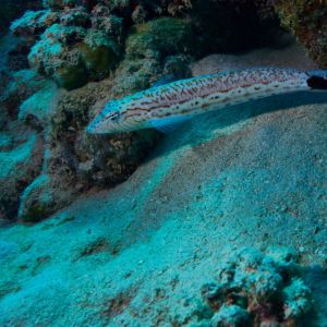 2019 03 11 23.09.18hamata uw18 10 dsc7719