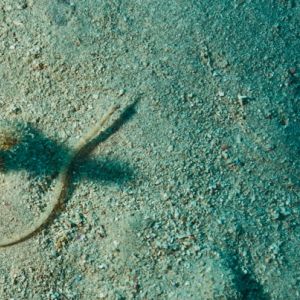 2019 03 11 23.09.18hamata uw18 10 dsc7744