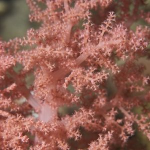 2019 03 11 23.09.18hamata uw18 10 dsc7750