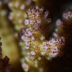 2019 03 11 23.09.18hamata uw18 10 dsc7753