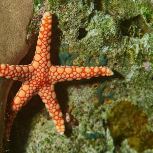 2019 03 11 23.09.18hamata uw18 10 dsc7780