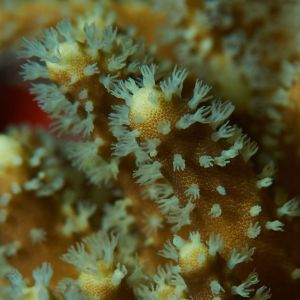 2019 03 11 23.09.18hamata uw18 10 dsc7812