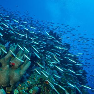 2019 03 11 23.09.18hamata uw18 10 dsc7842