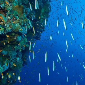 2019 03 11 23.09.18hamata uw18 10 dsc7843