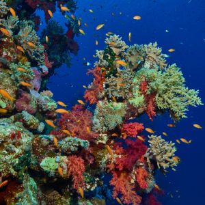 2019 03 11 23.09.18hamata uw18 10 dsc7844