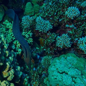 2019 03 11 23.09.18hamata uw18 10 dsc7857