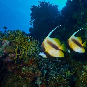 2019 03 11 23.09.19hamata uw18 10 dsc7913