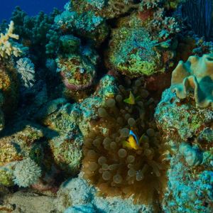 2019 03 11 23.09.19hamata uw18 10 dsc7920