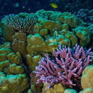 2019 03 11 23.09.19hamata uw18 10 dsc7932