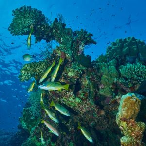 2019 03 11 23.09.19hamata uw18 10 dsc7940