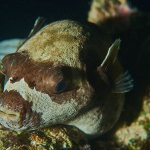 2019 03 11 23.09.19hamata uw18 10 dsc7967