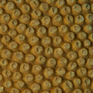 2019 03 11 23.09.19hamata uw18 10 dsc8004