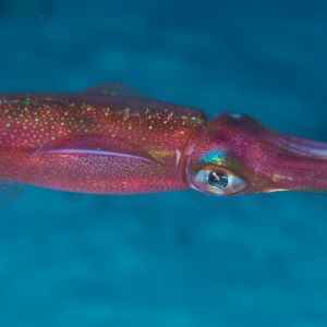 2019 03 11 23.09.19hamata uw18 10 dsc8008