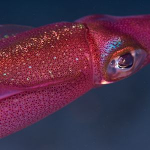 2019 03 11 23.09.19hamata uw18 10 dsc8009