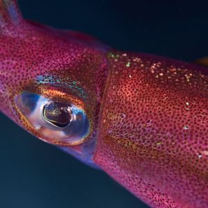 2019 03 11 23.09.19hamata uw18 10 dsc8011