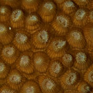 2019 03 11 23.09.19hamata uw18 10 dsc8015